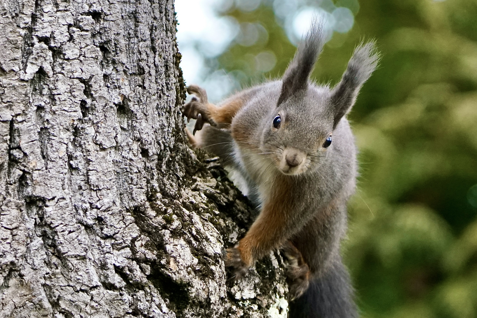 Eichhörnchen