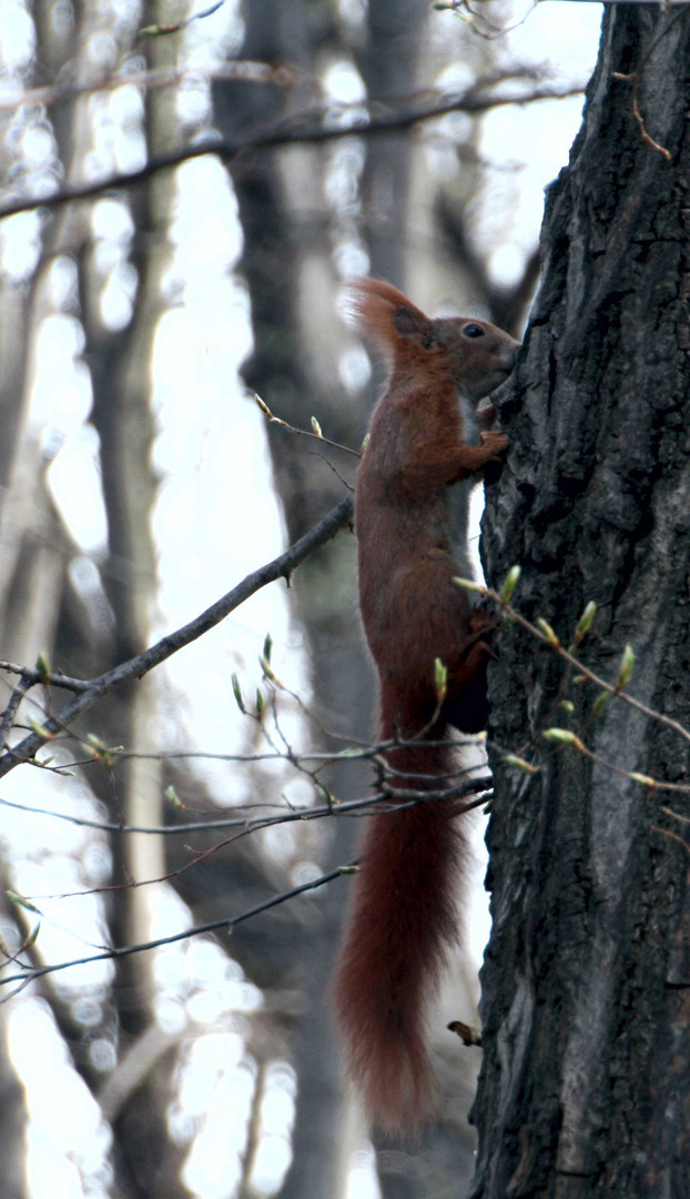 Eichhörnchen