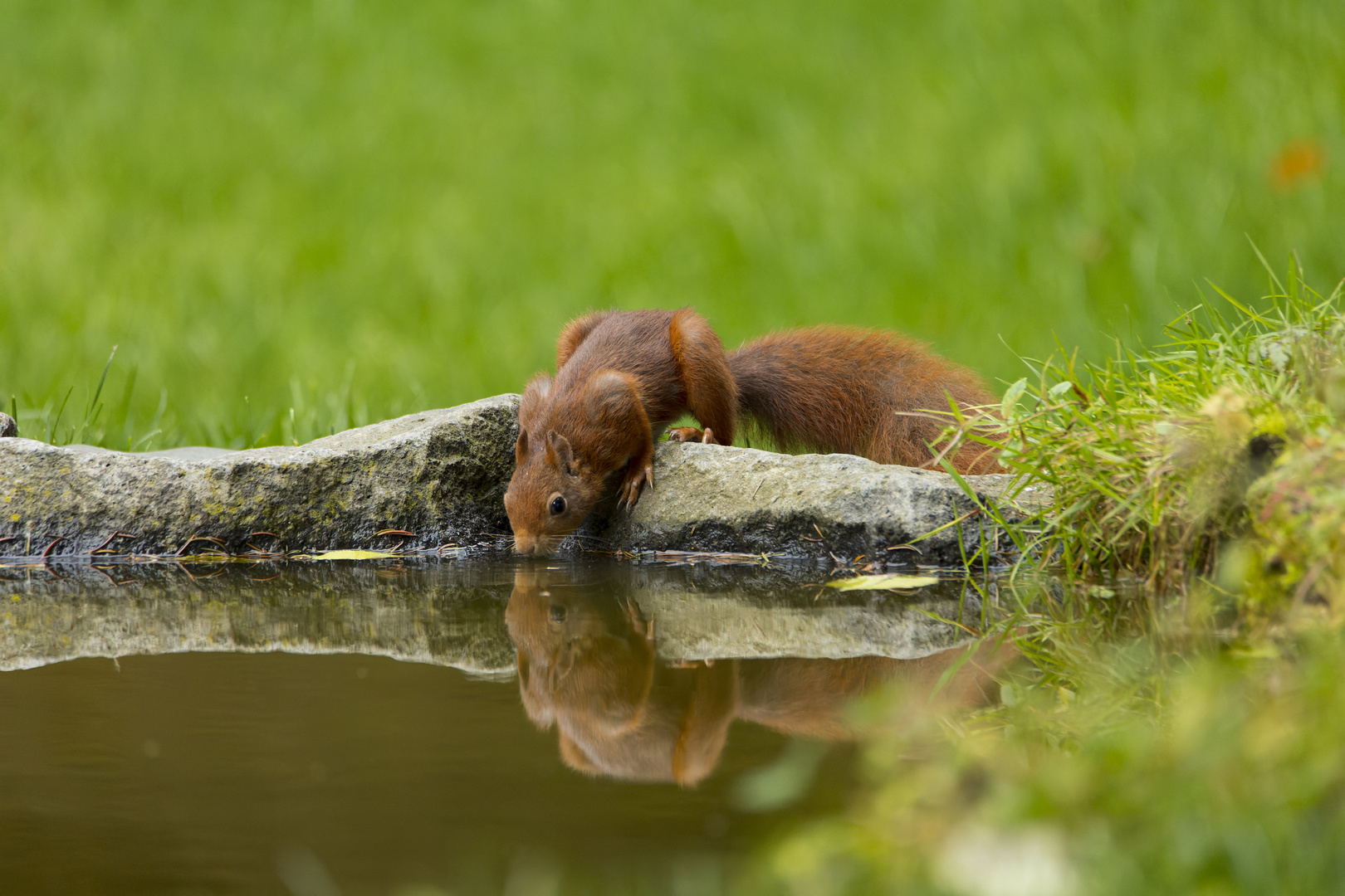 Eichhörnchen