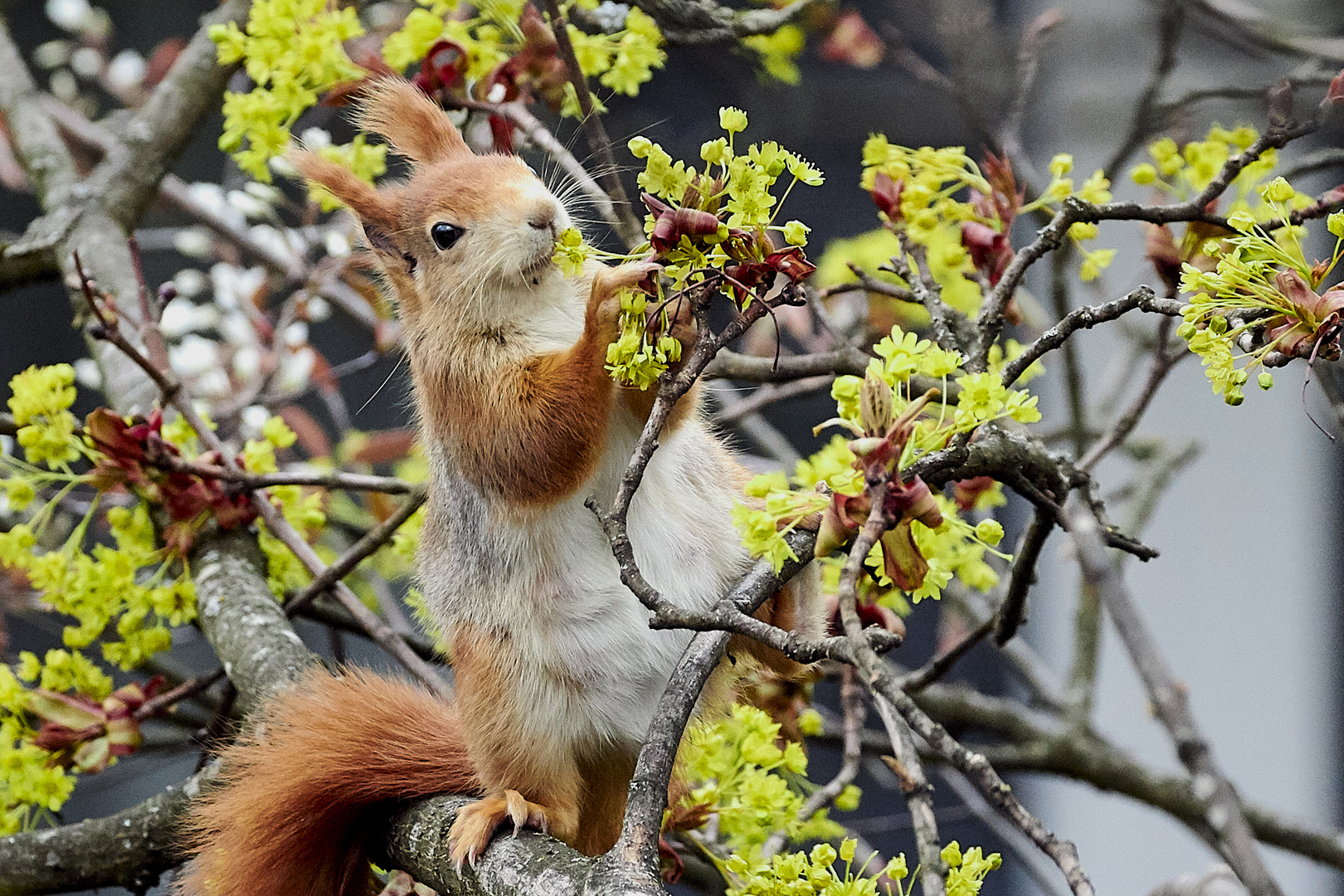 Eichhörnchen