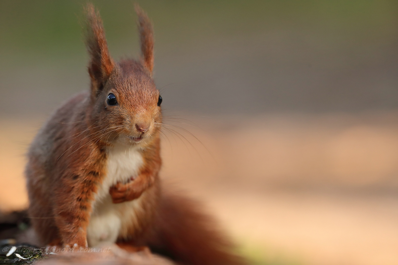 Eichhörnchen