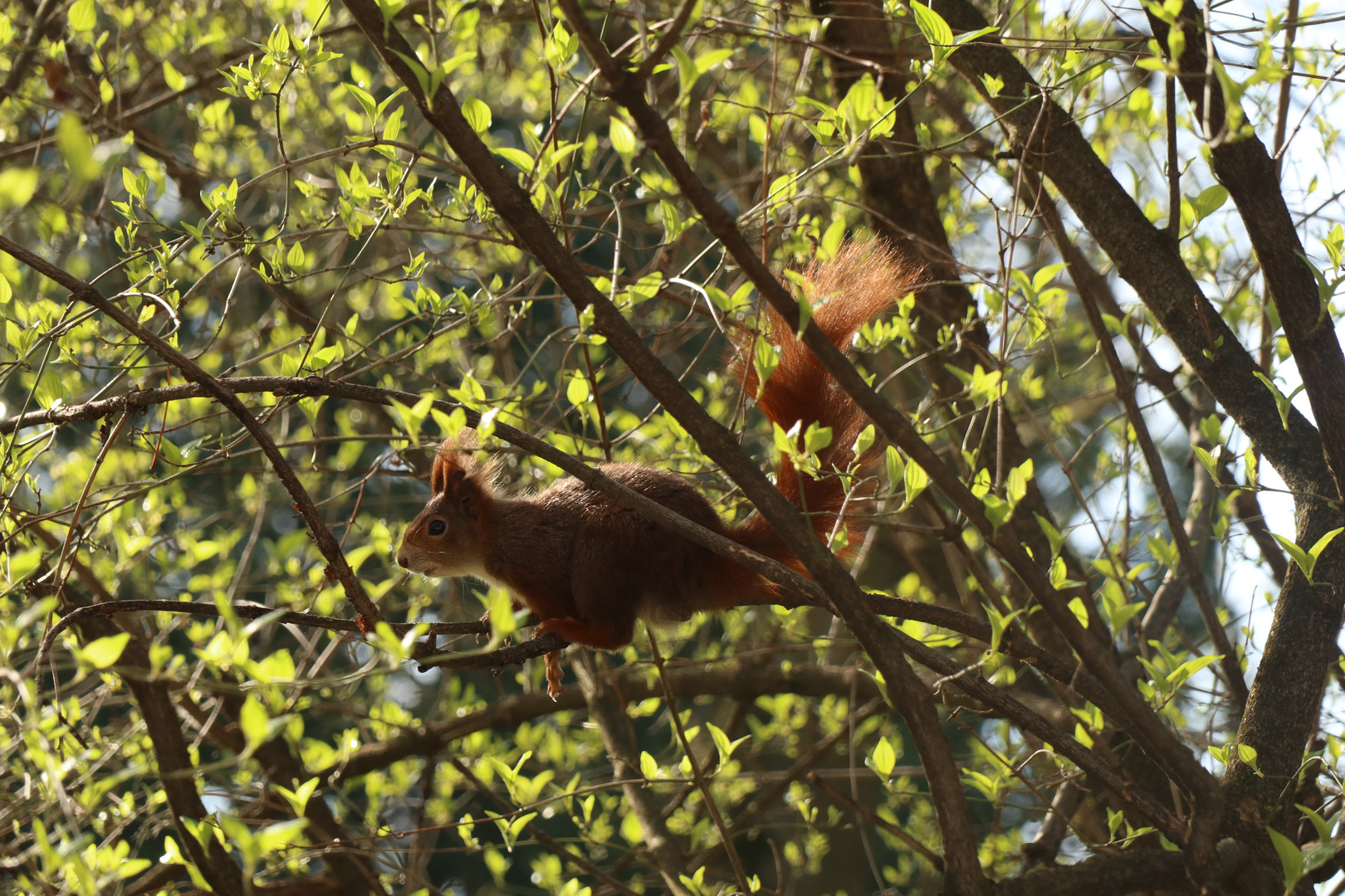 Eichhörnchen