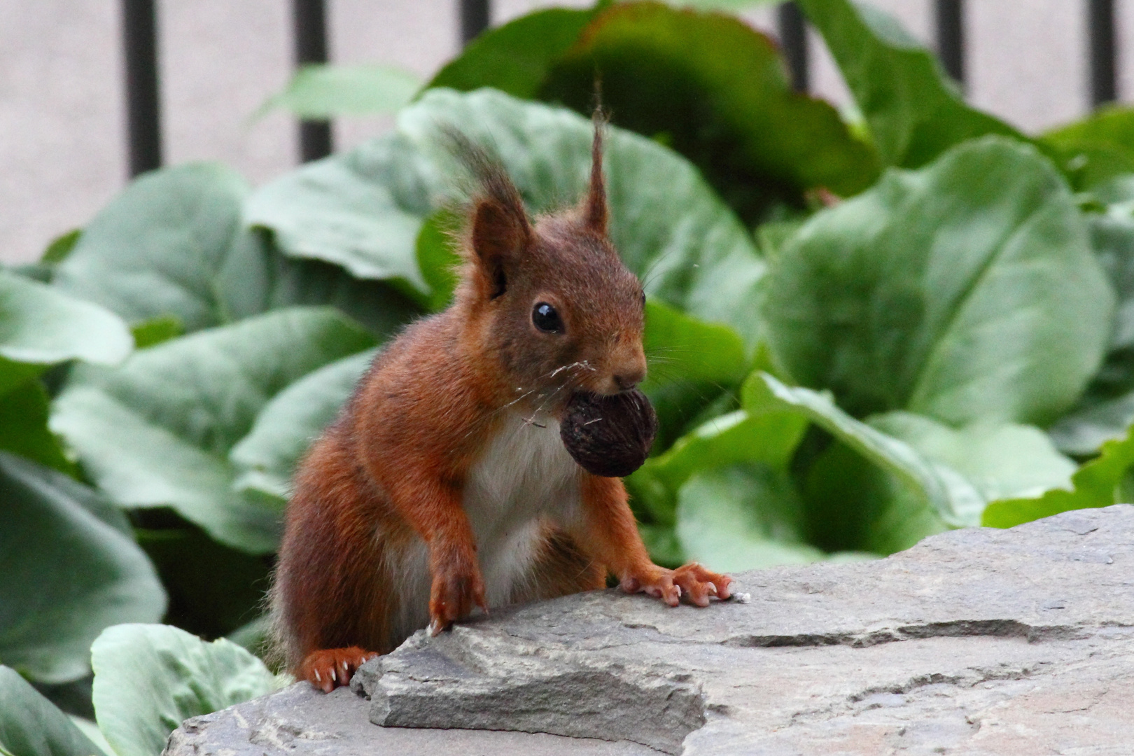 Eichhörnchen