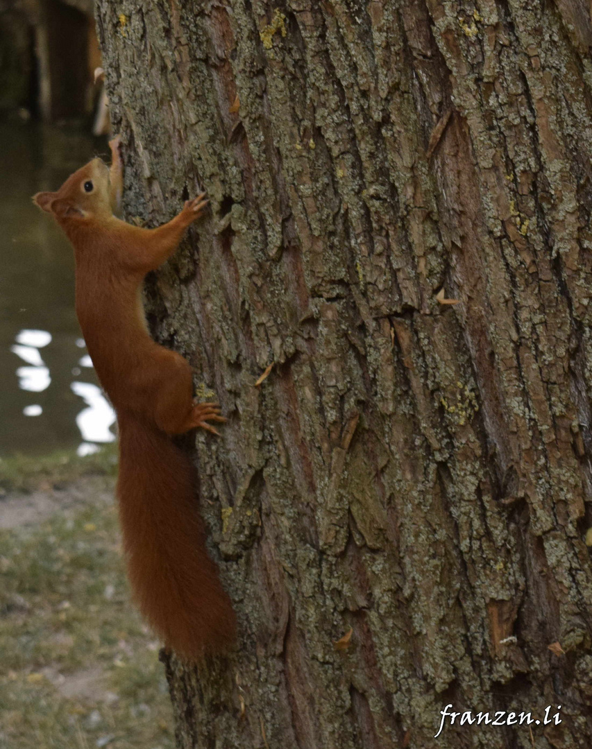 Eichhörnchen