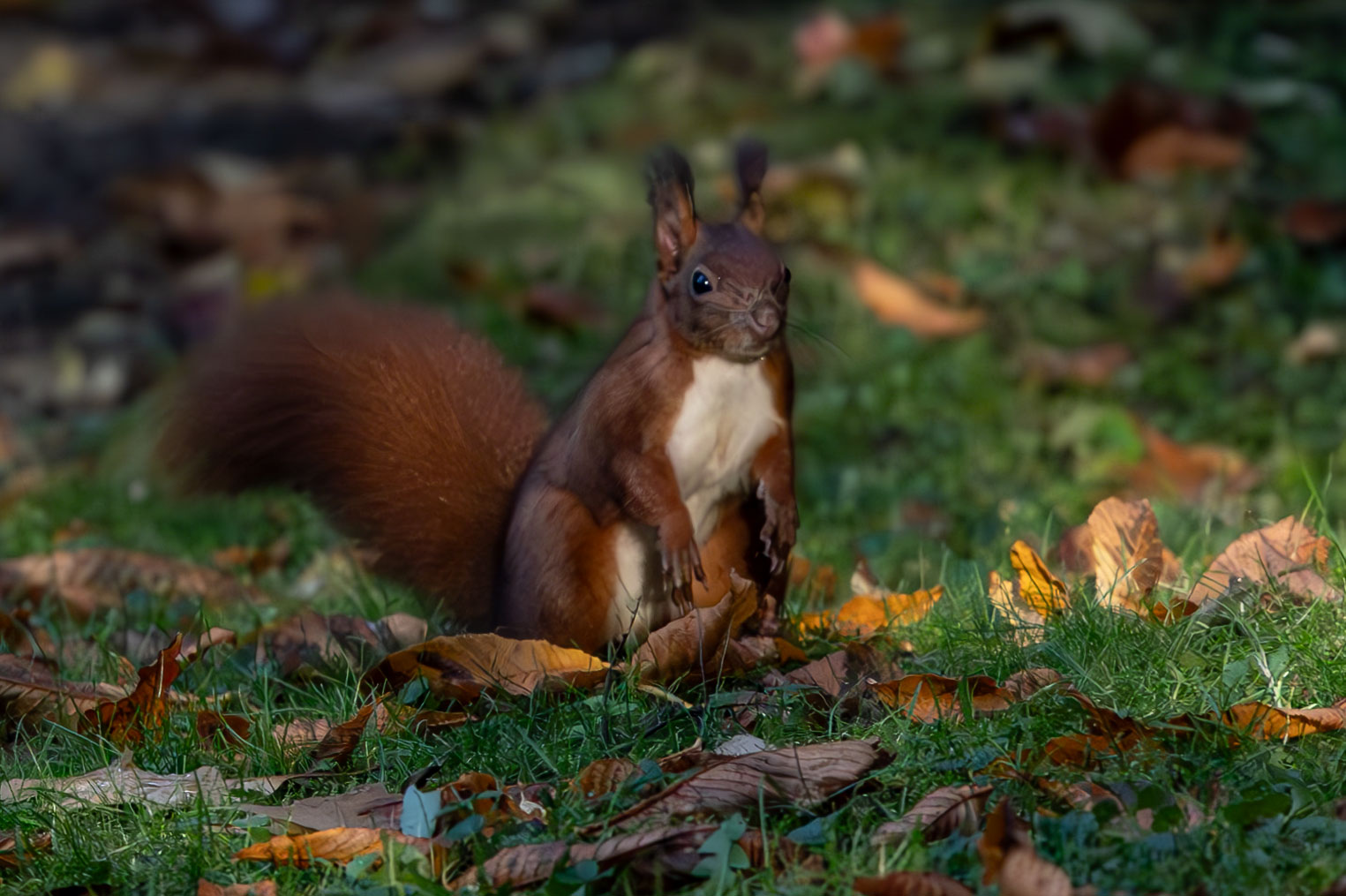 Eichhörnchen 