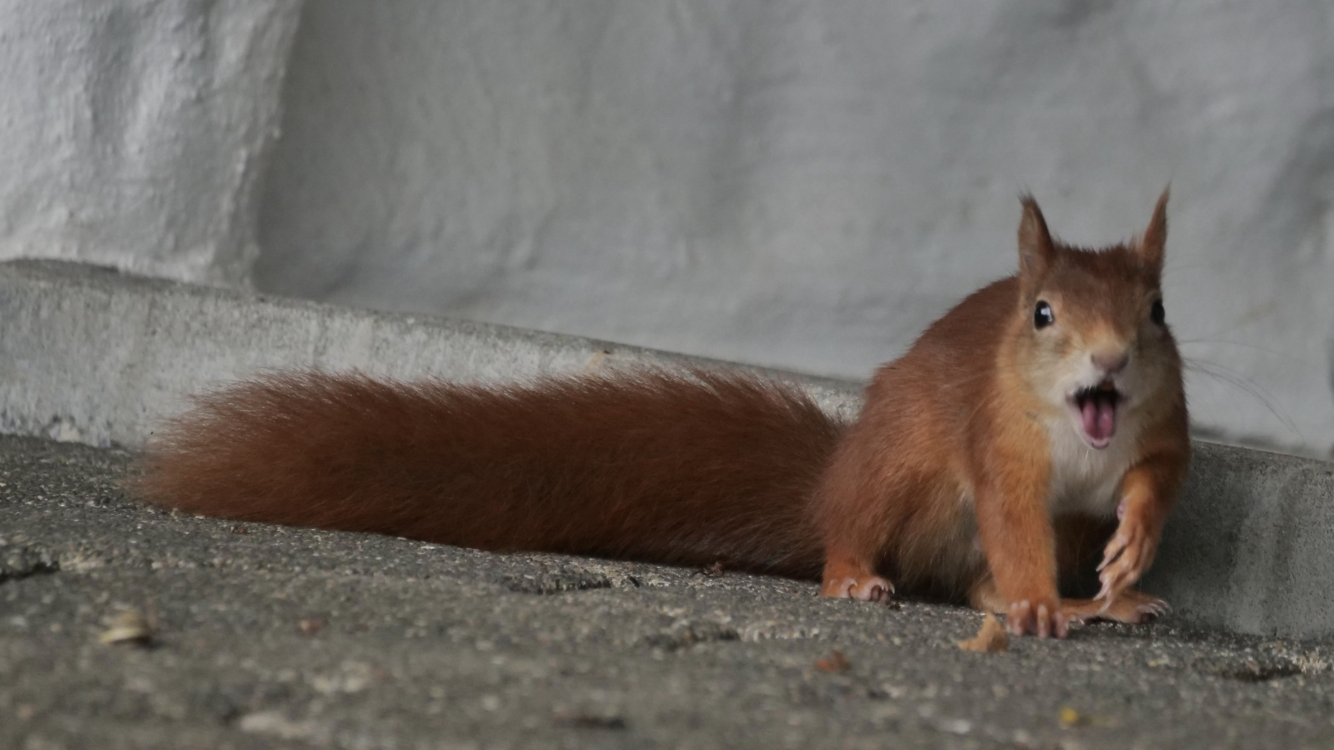 Eichhörnchen