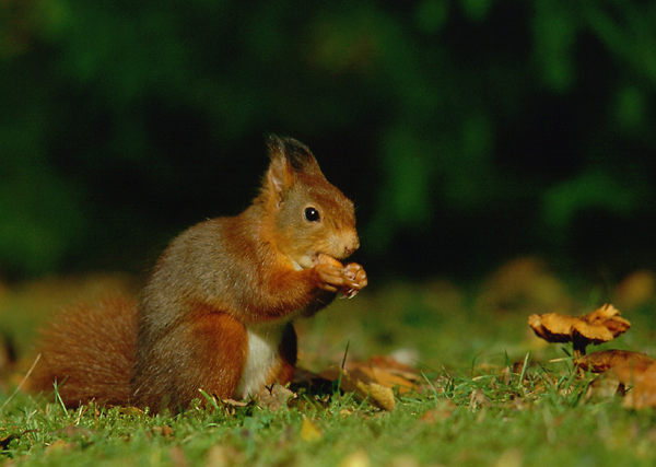 Eichhörnchen