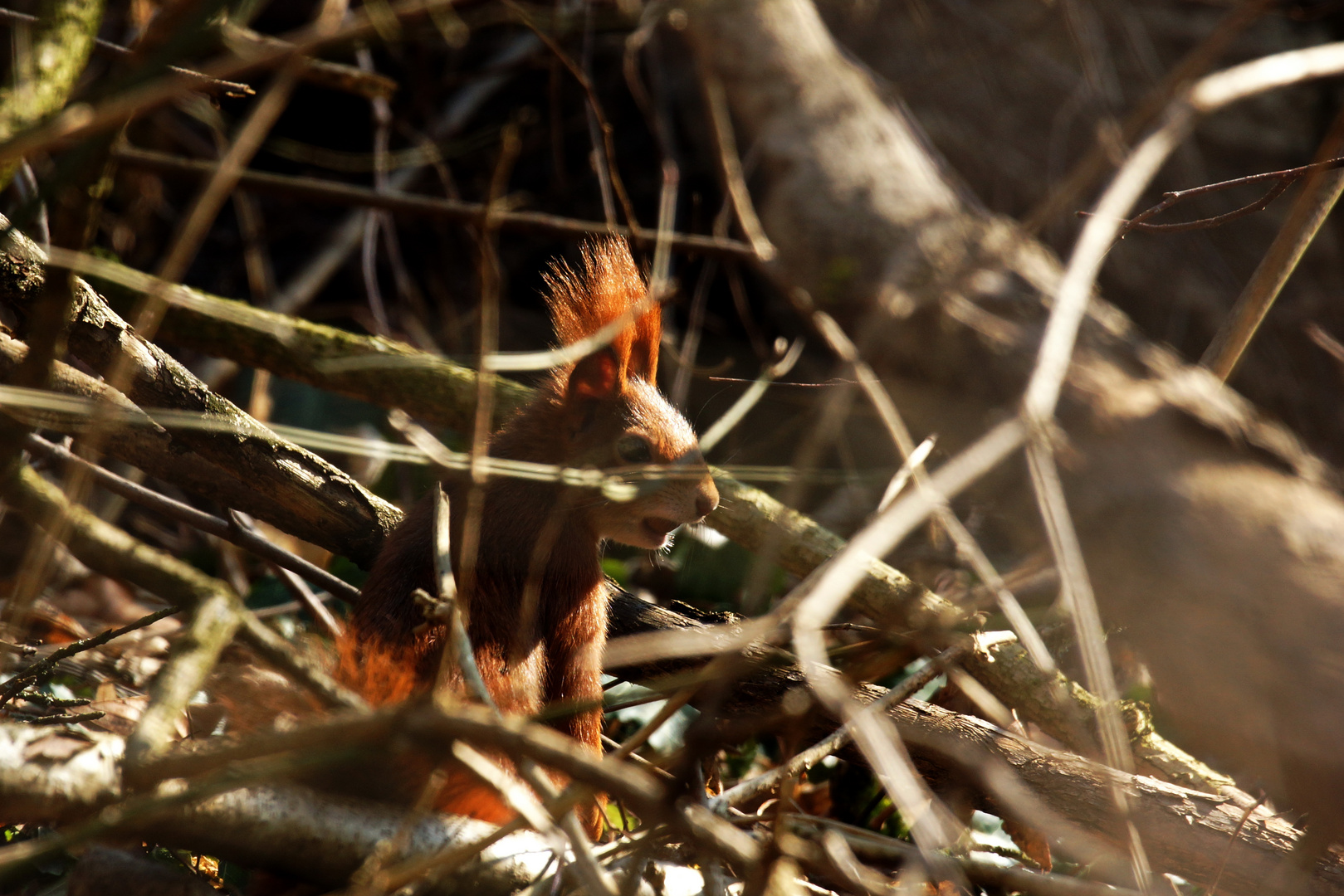 Eichhörnchen