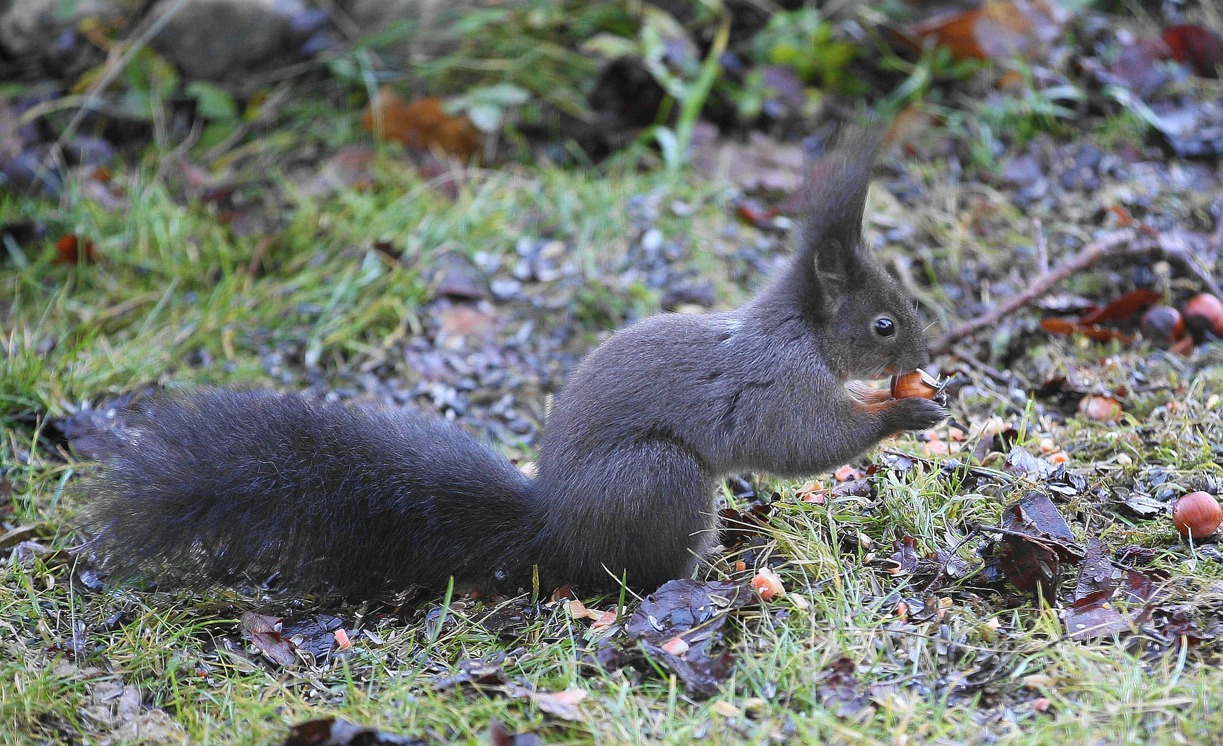 Eichhörnchen