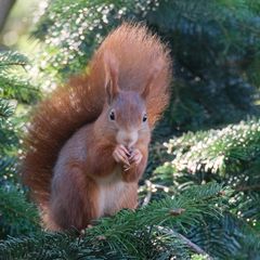 Eichhörnchen