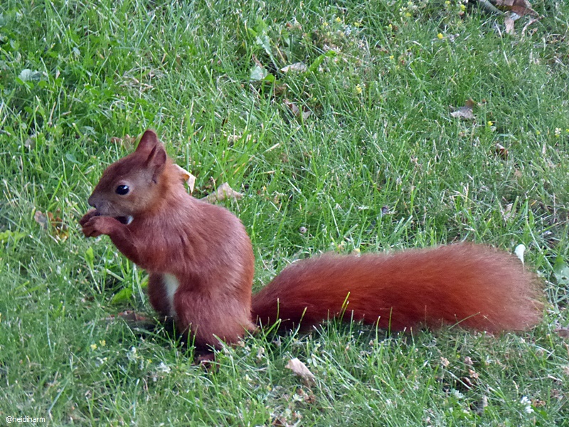 Eichhörnchen