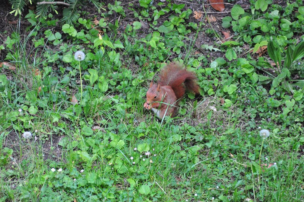 Eichhörnchen