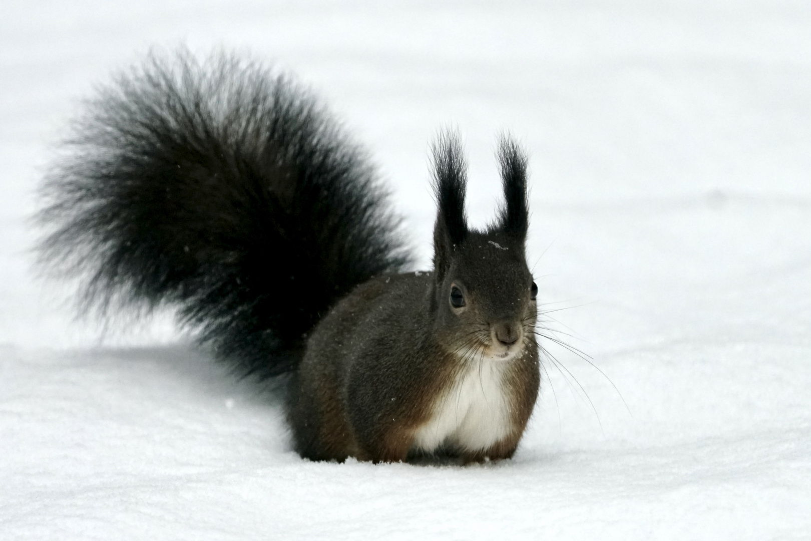 Eichhörnchen