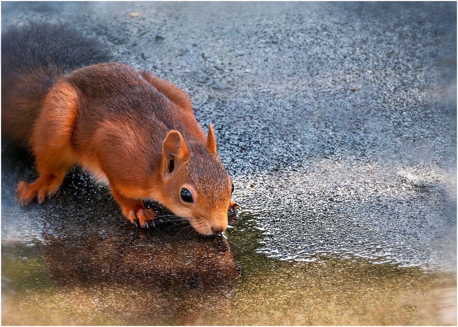 Eichhörnchen