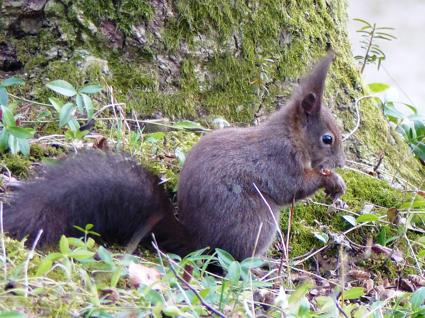 Eichhörnchen