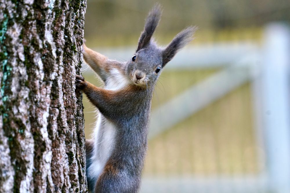 Eichhörnchen