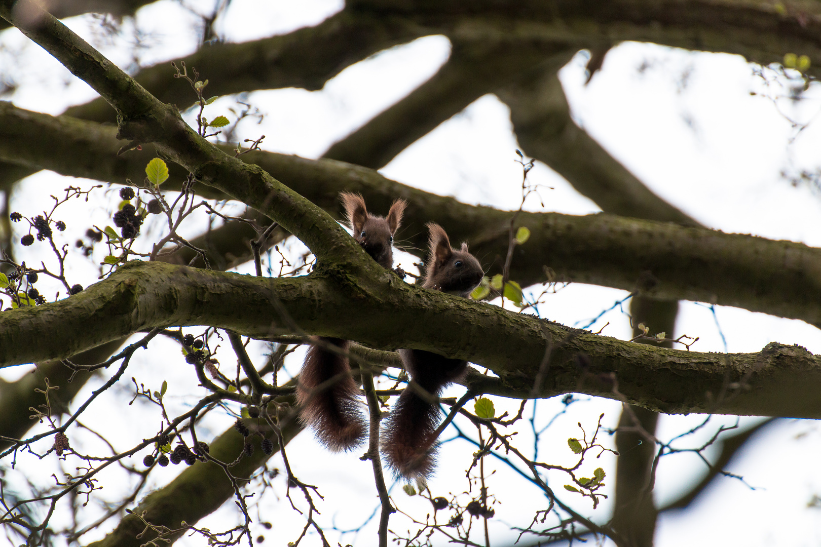 Eichhörnchen