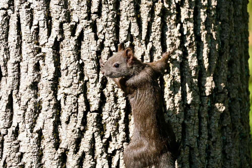 Eichhörnchen..