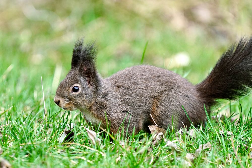 Eichhörnchen