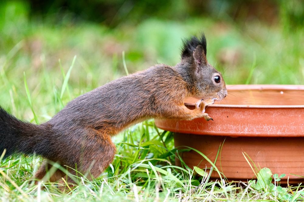 Eichhörnchen