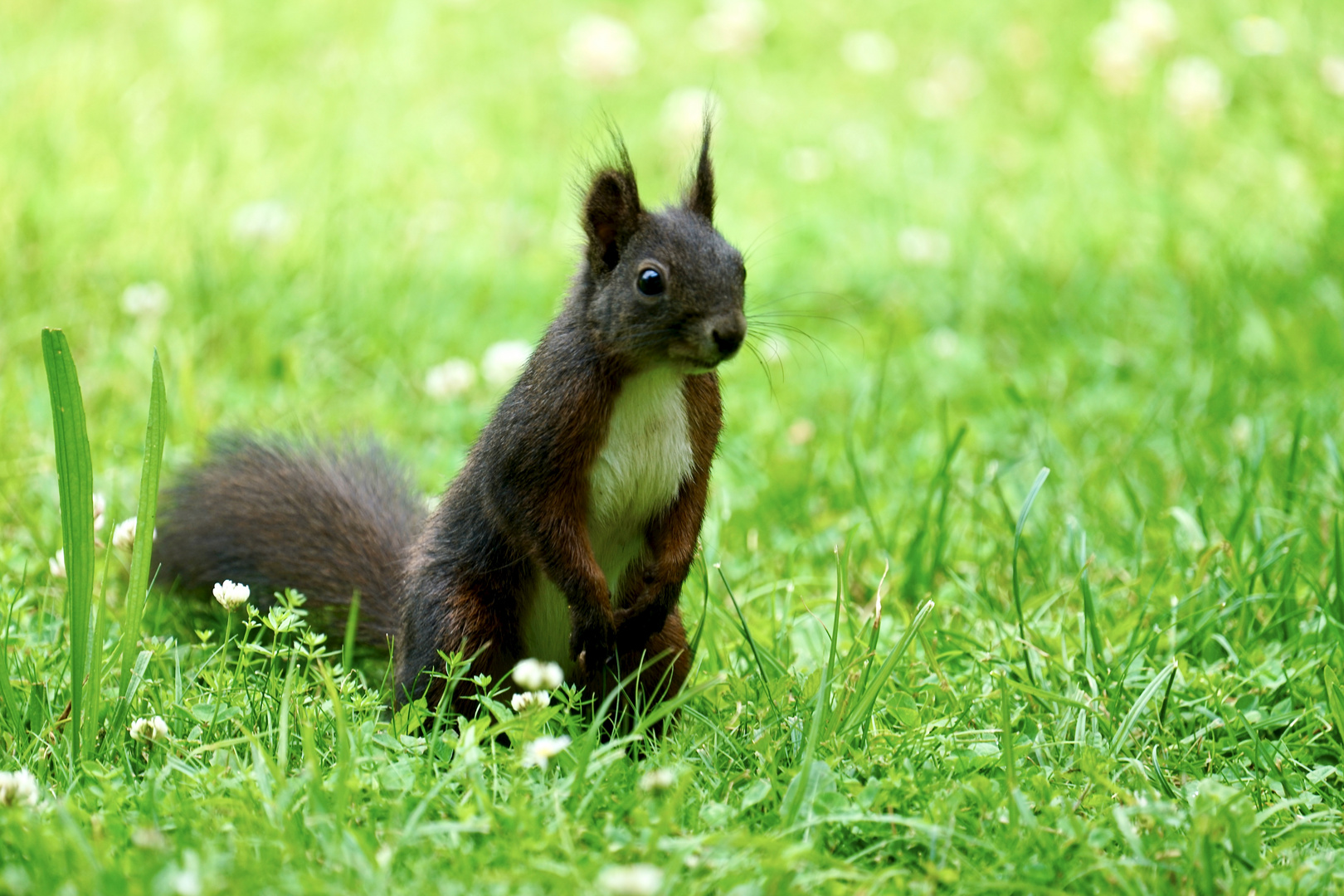 Eichhörnchen