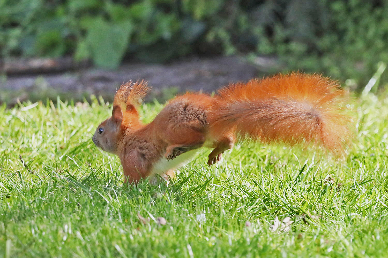 Eichhörnchen