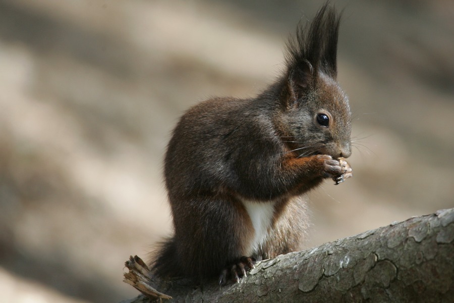 Eichhörnchen..