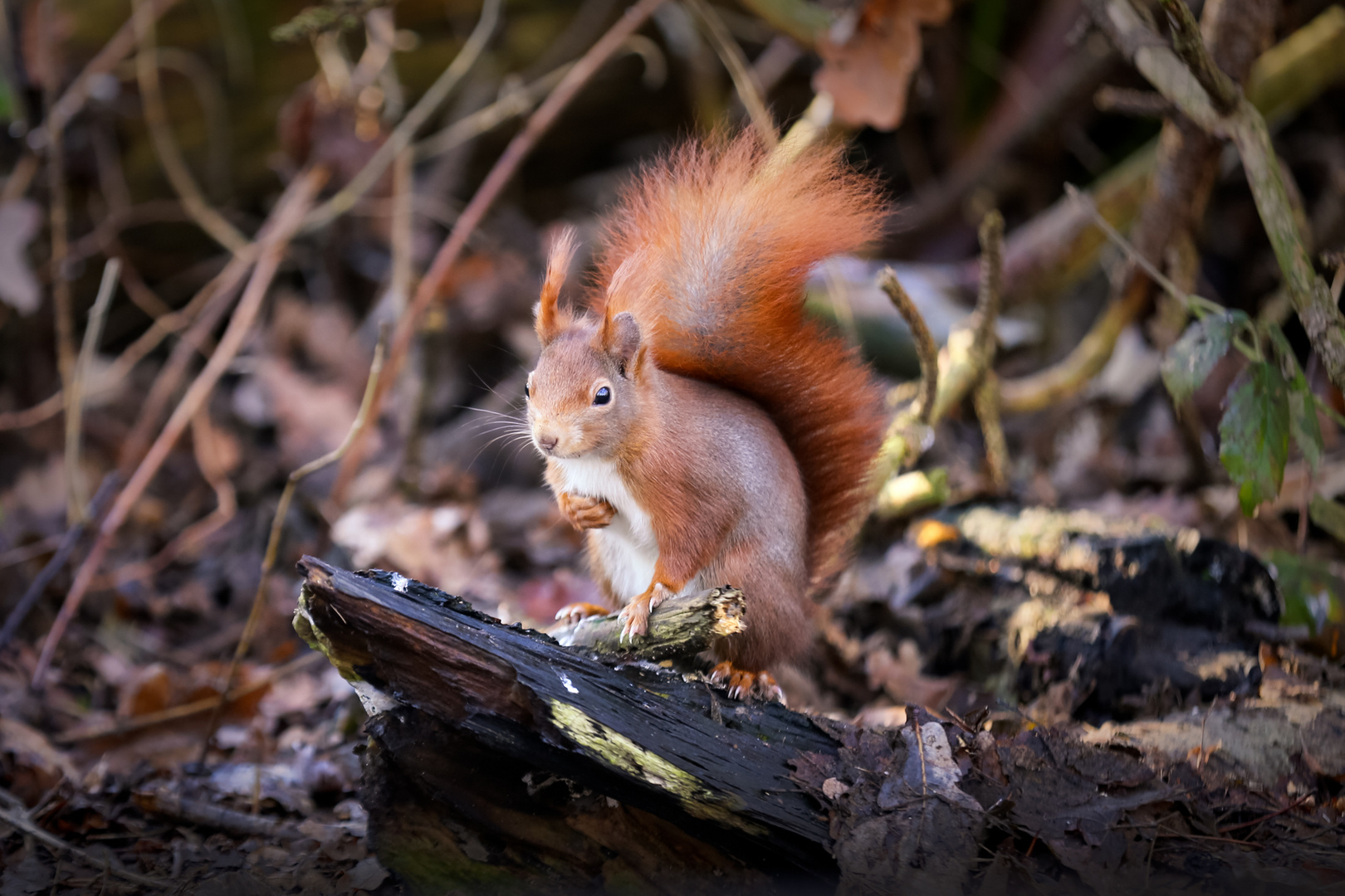 Eichhörnchen