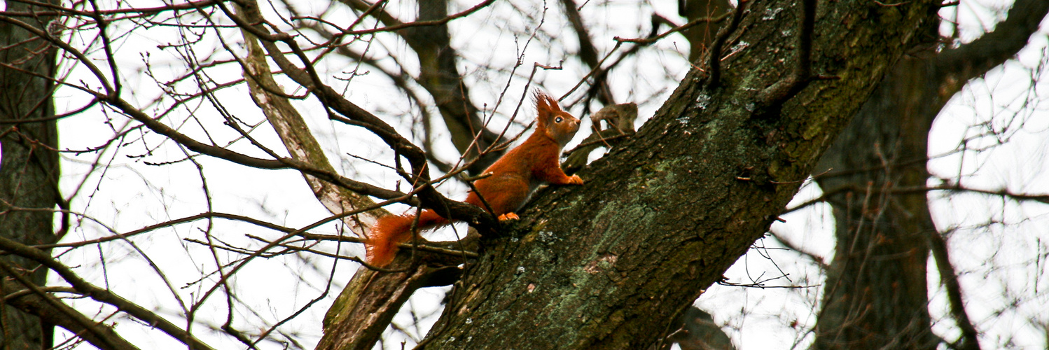 Eichhörnchen