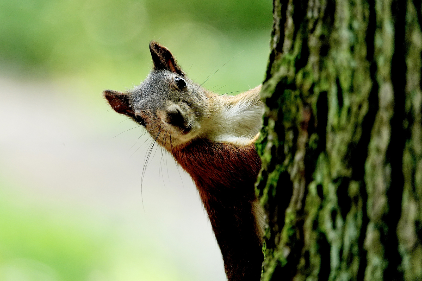 EICHHÖRNCHEN