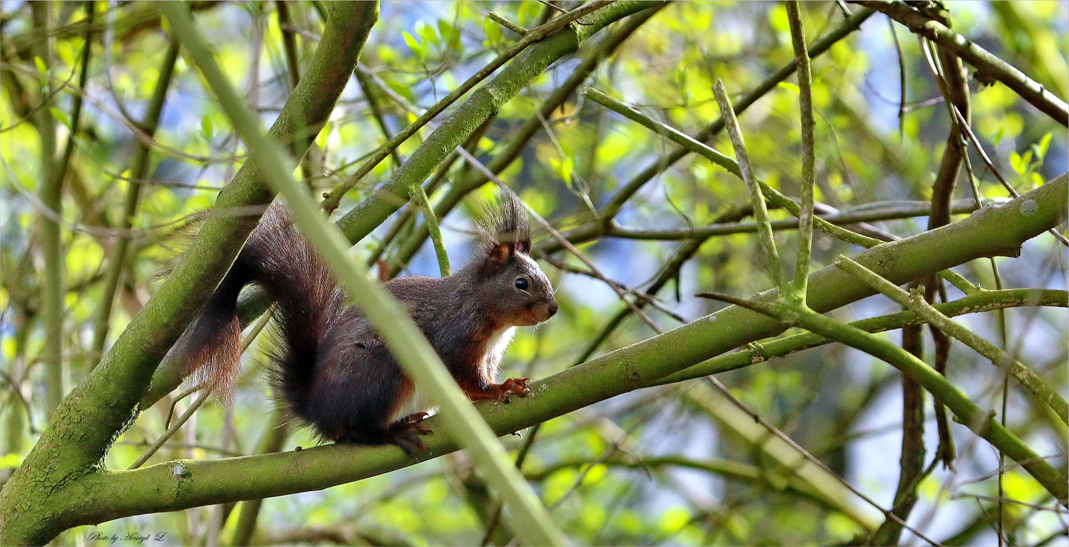 Eichhörnchen