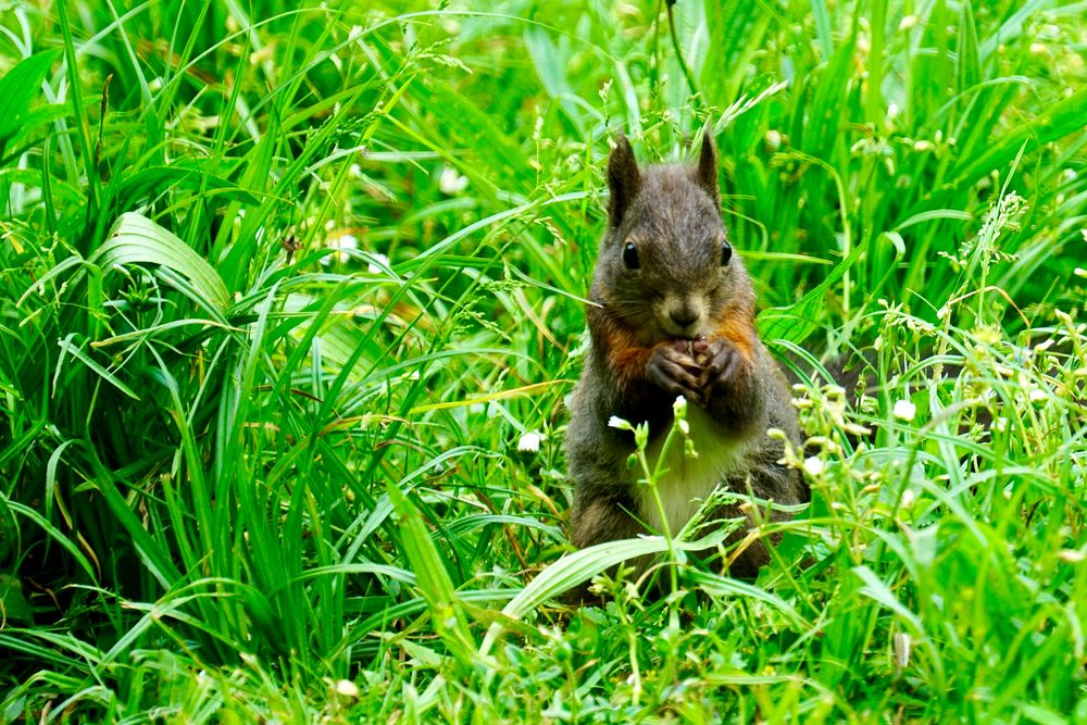 Eichhörnchen