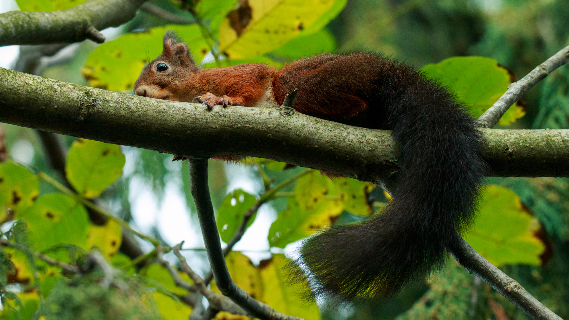 Eichhörnchen