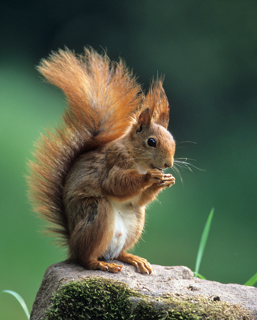 -Eichhörnchen - Foto & Bild | fotos, natur, tiere Bilder auf fotocommunity