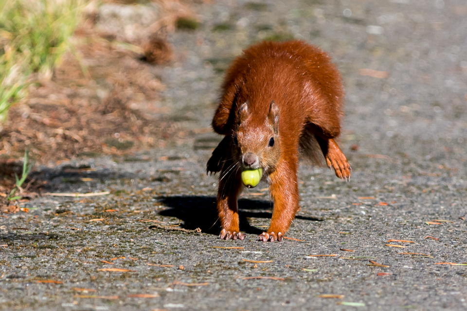 Eichhörnchen....