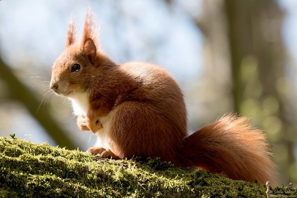 Eichhörnchen