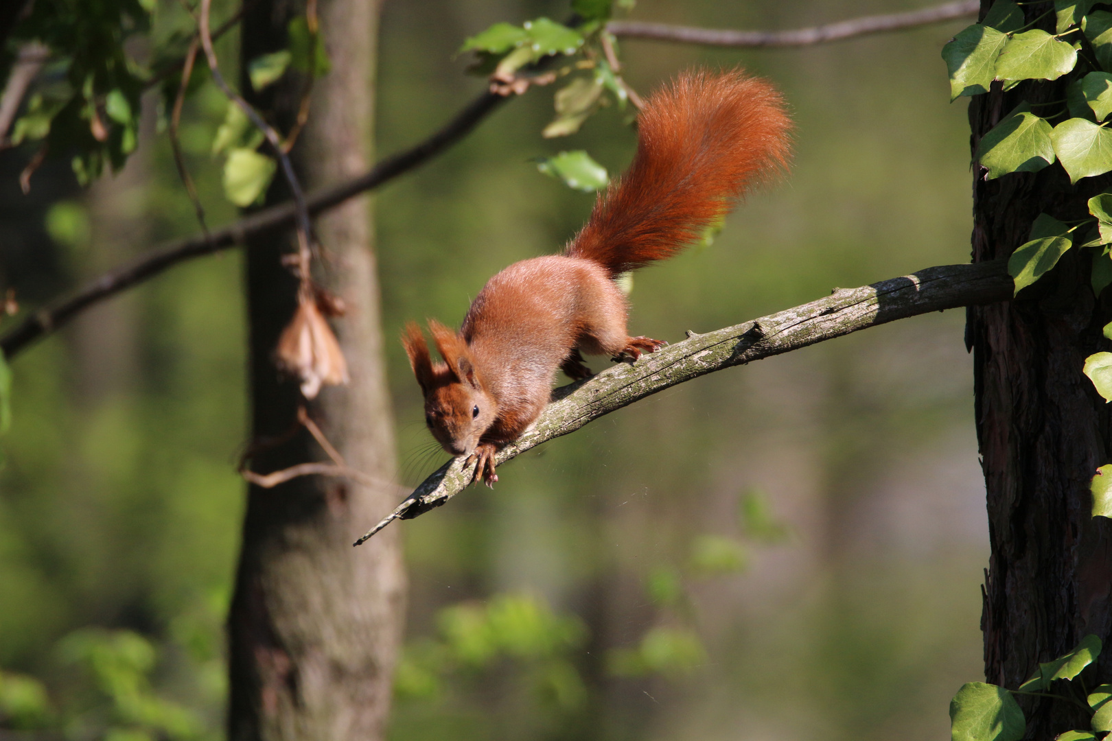 Eichhörnchen 