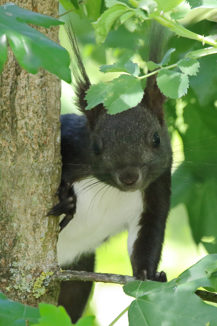 "EICHHÖRNCHEN"