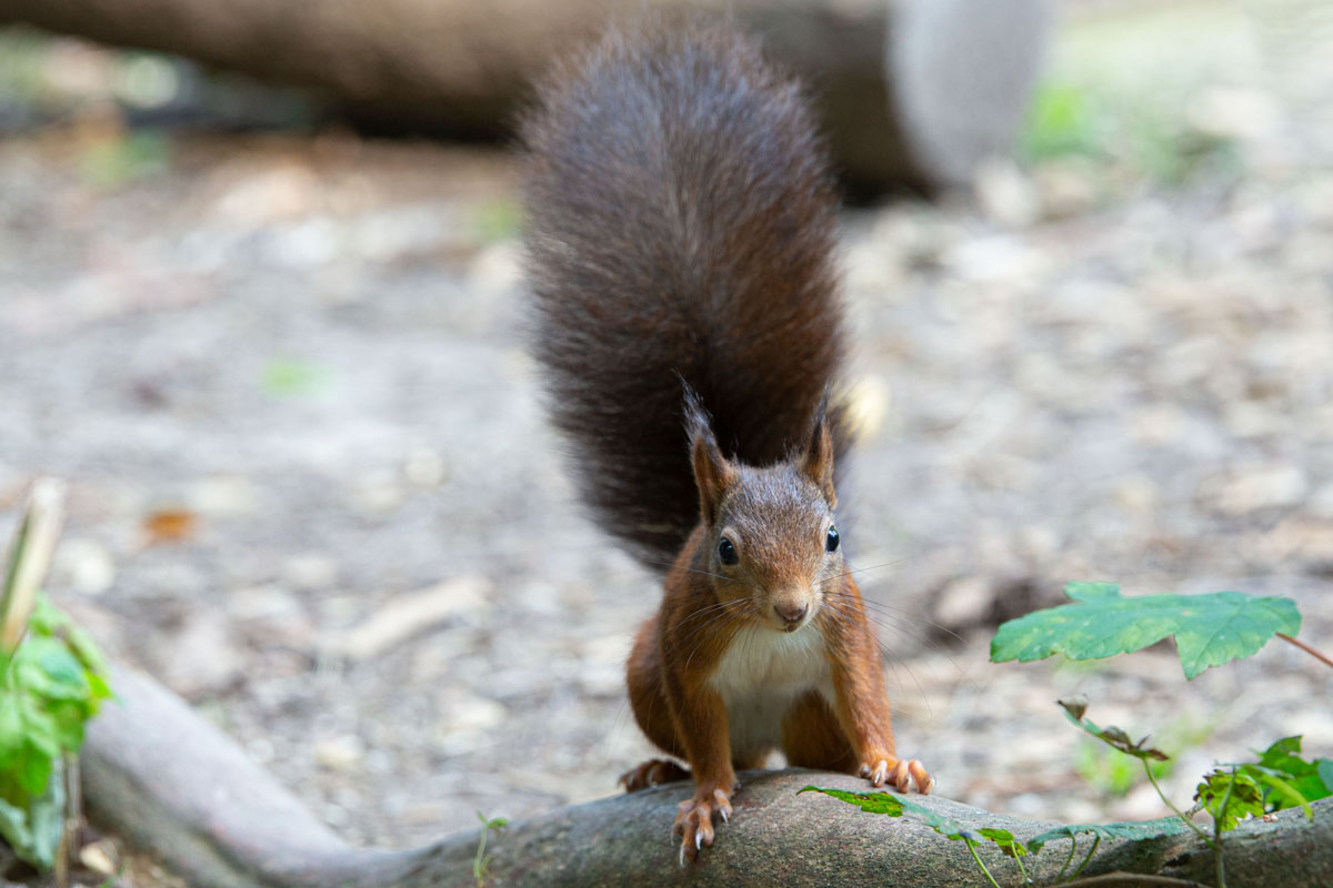 Eichhörnchen