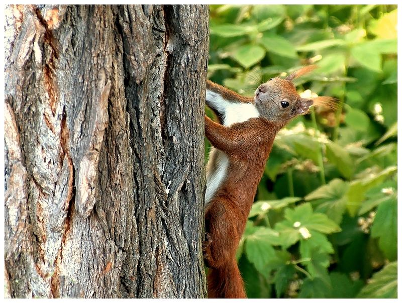 Eichhörnchen