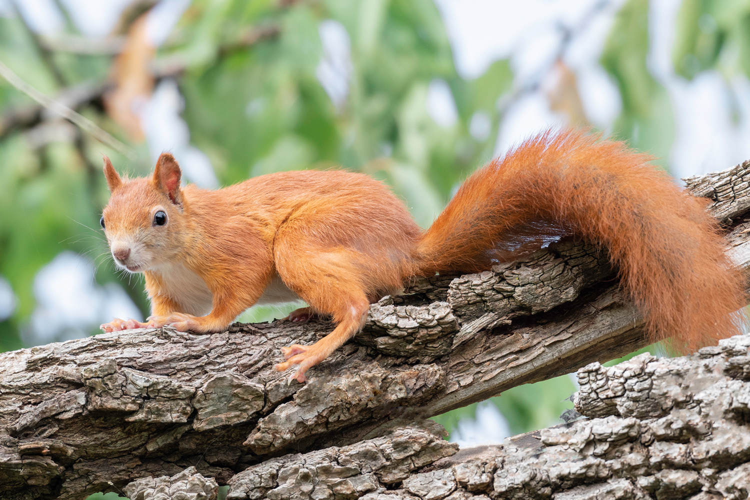 Eichhörnchen