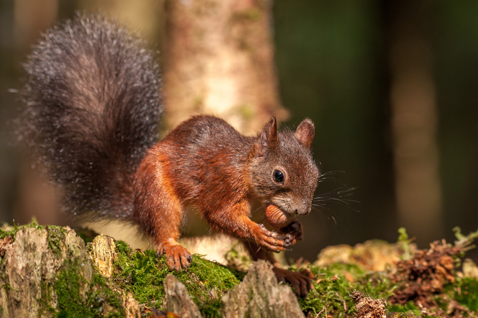 Eichhörnchen