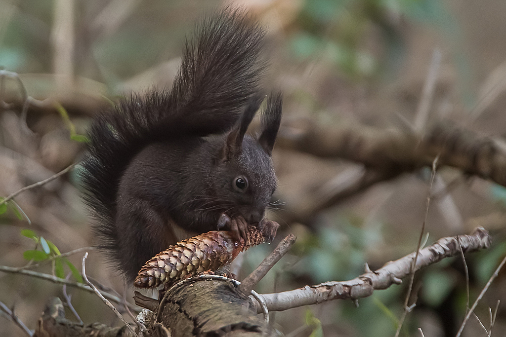 Eichhörnchen