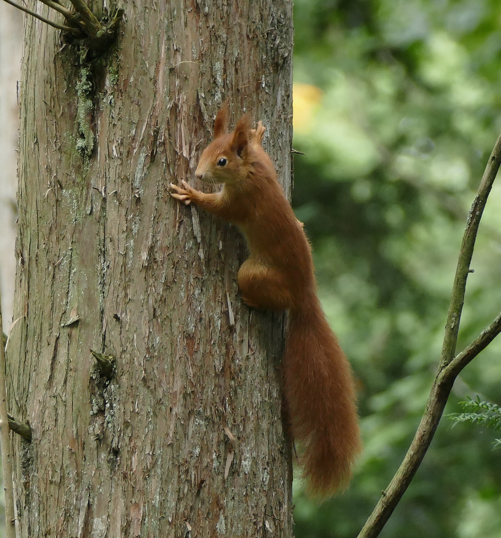 Eichhörnchen