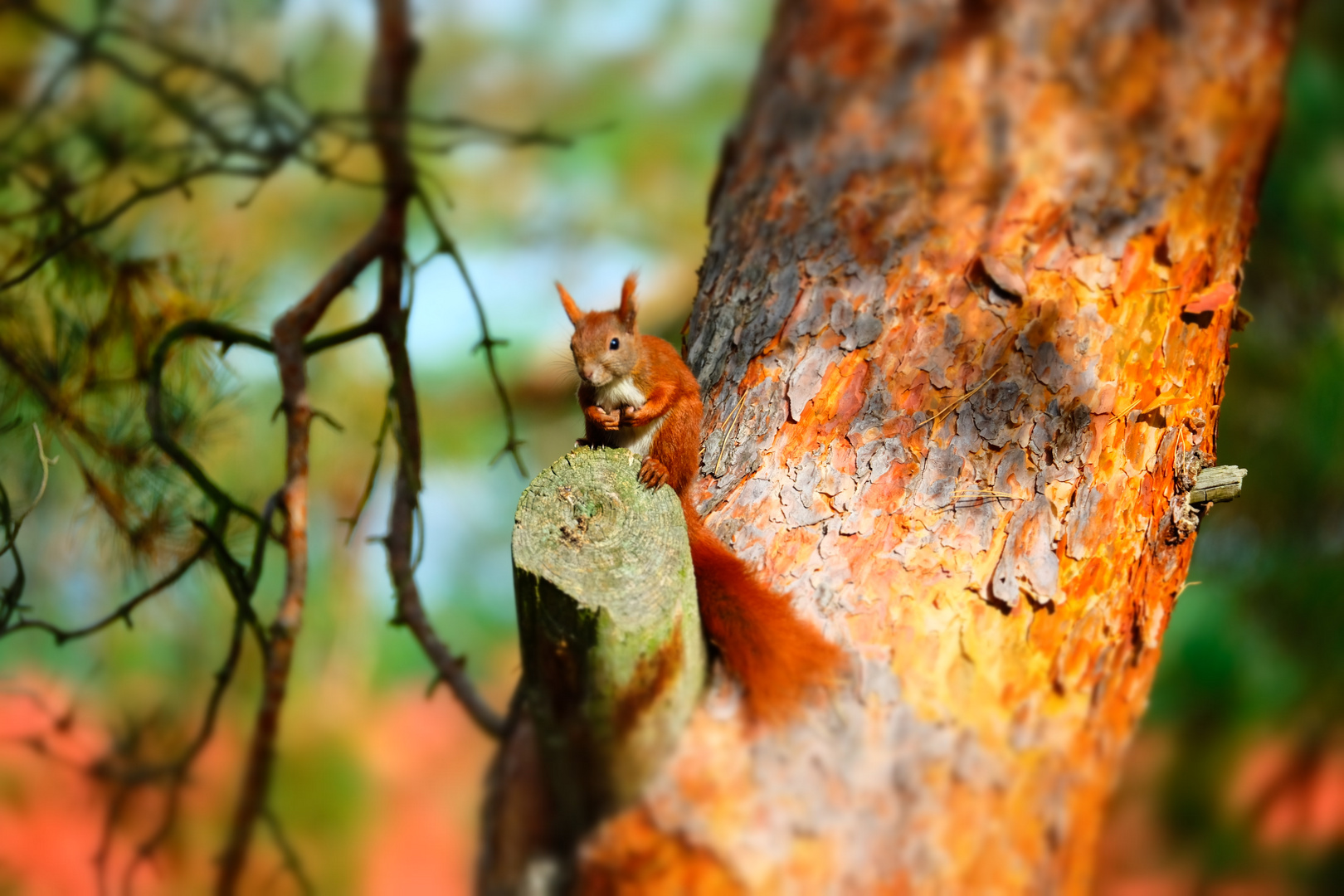 Eichhörnchen