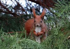  Eichhörnchen, Eichert, Eichkater, Eichhase, Baumfuchs, Eichkätzchen