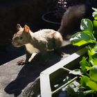 Eichhörnchen Eichkatzerl Wildlife Naturgeräusche am Wasser (verbesserte NEUE Videoversion)