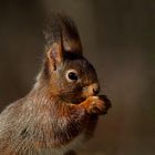 Eichhörnchen - ein erster Besuch nach den frostigen Tagen