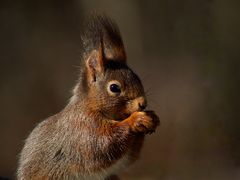 Eichhörnchen - ein erster Besuch nach den frostigen Tagen