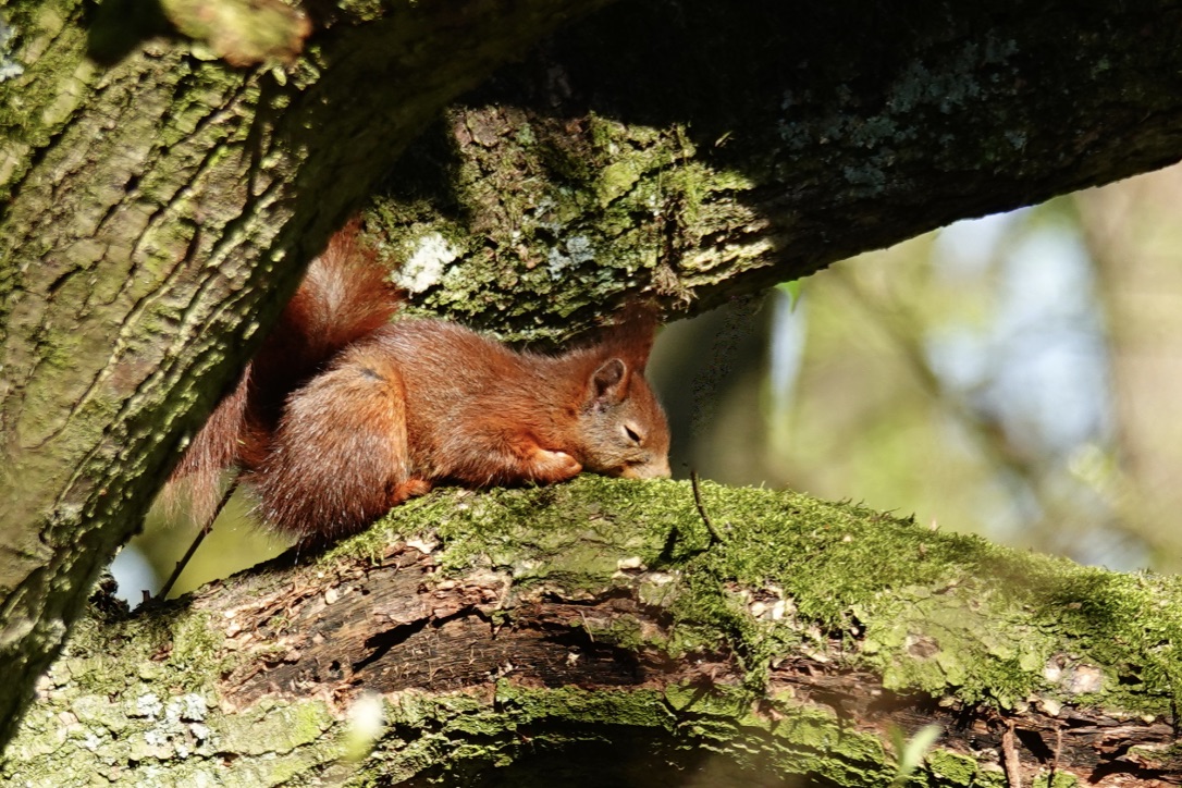 EICHHÖRNCHEN - ein Schläfchen in Ehren ...